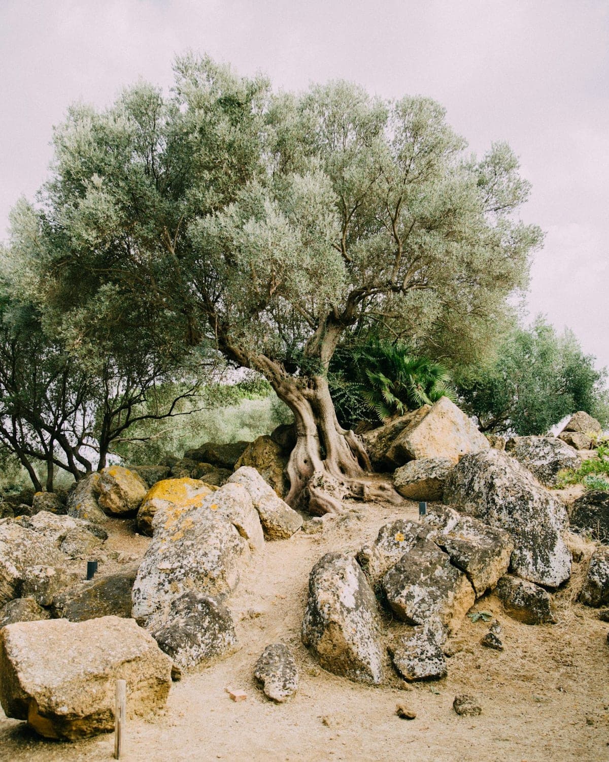 Un vecchio olivo dal tronco contorto, tra le rocce
